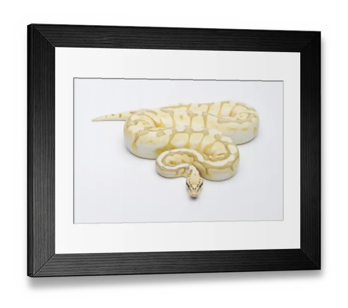 Framed Print : Killer Bee Butter Ball Python or Royal Python -Python regius-, male Framed Print : Killer Bee Butter Ball Python or Royal Python -Python regius-, male