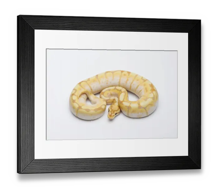 Framed Print : Spider CG Ball Python or Royal Python -Python regius-, male Framed Print : Spider CG Ball Python or Royal Python -Python regius-, male