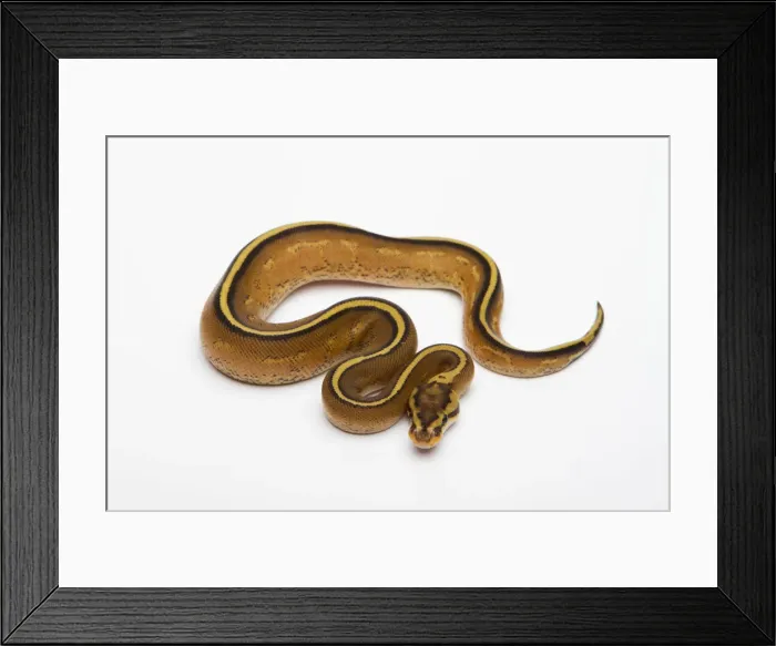 Framed Print : Superstripe Ball Python or Royal Python -Python regius-, male Framed Print : Superstripe Ball Python or Royal Python -Python regius-, male