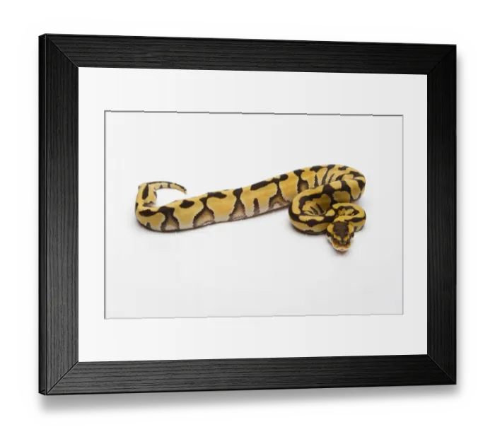 Framed Print : Tiger Ball Python or Royal Python -Python regius-, female Framed Print : Tiger Ball Python or Royal Python -Python regius-, female