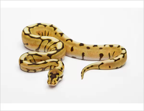 Desert Spider Ball Python or Royal Python -Python regius-, male