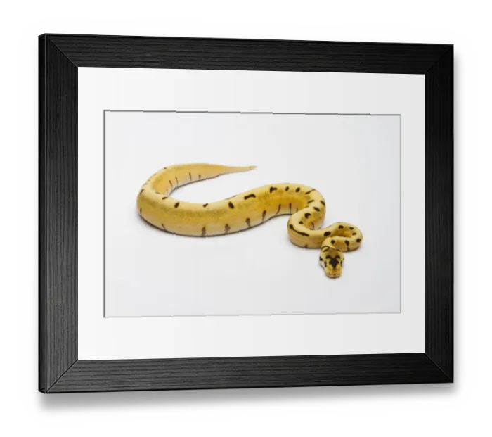 Framed Print : Tiger Spider Ball Python or Royal Python -Python regius-, female Framed Print : Tiger Spider Ball Python or Royal Python -Python regius-, female