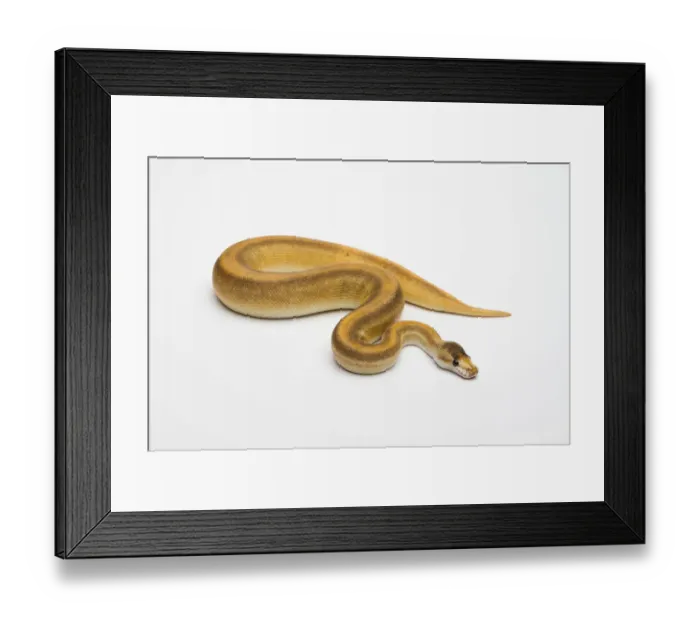 Framed Print : Champagne Cinnamon Ball Python or Royal Python -Python regius-, female Framed Print : Champagne Cinnamon Ball Python or Royal Python -Python regius-, female