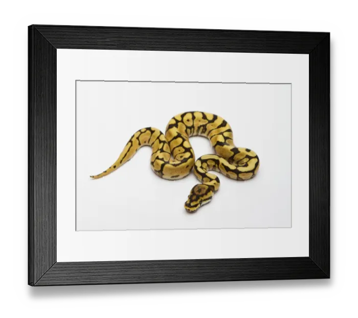 Framed Print : Spider Phantom Yellow Belly Ball Python or Royal Python -Python regius-, male Framed Print : Spider Phantom Yellow Belly Ball Python or Royal Python -Python regius-, male