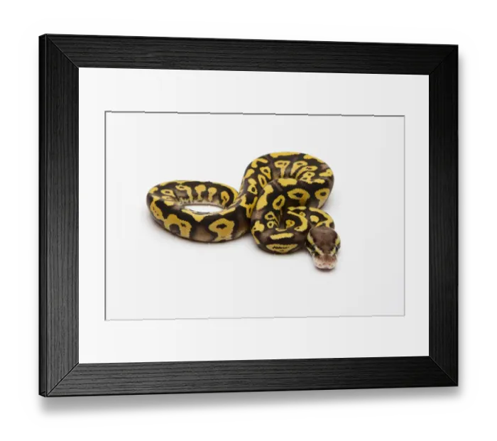 Framed Print : Pastel Phantom Yellow Belly Ball Python or Royal Python -Python regius-, male
