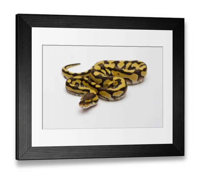 Framed Print : Tiger Phantom Ball Python or Royal Python -Python regius-, female Framed Print : Tiger Phantom Ball Python or Royal Python -Python regius-, female