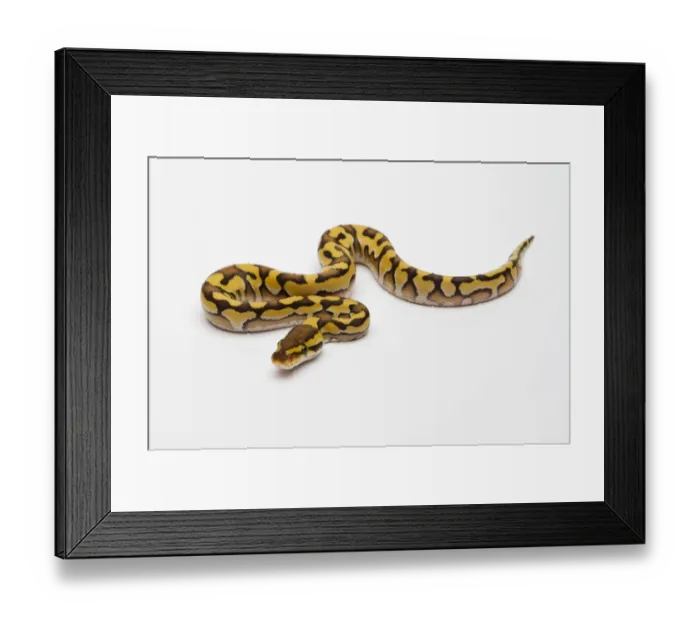 Framed Print : Tiger Phantom Yellow Belly Ball Python or Royal Python -Python regius-, male Framed Print : Tiger Phantom Yellow Belly Ball Python or Royal Python -Python regius-, male