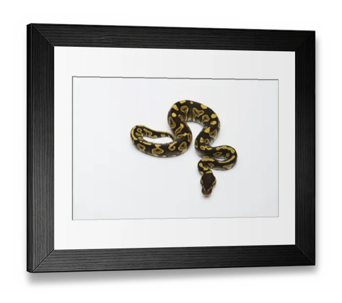 Framed Print : Phantom Yellow Belly Ball Python or Royal Python -Python regius-, male Framed Print : Phantom Yellow Belly Ball Python or Royal Python -Python regius-, male