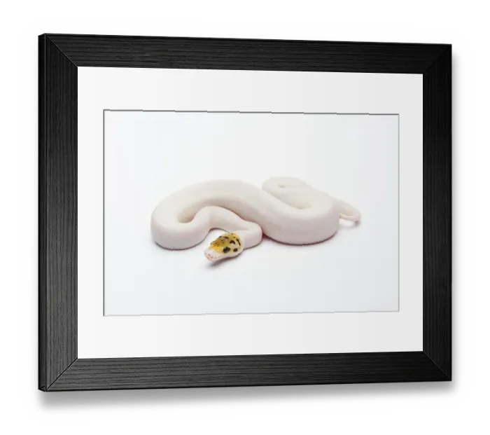 Framed Print : Bumble Bee Piebald Ball Python or Royal Python -Python regius-, female Framed Print : Bumble Bee Piebald Ball Python or Royal Python -Python regius-, female