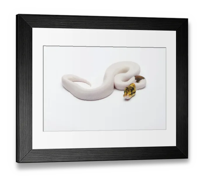 Framed Print : Bumble Bee Piebald Ball Python or Royal Python -Python regius-, male Framed Print : Bumble Bee Piebald Ball Python or Royal Python -Python regius-, male