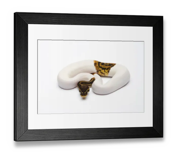 Framed Print : Leopard Piebald Ball Python or Royal Python -Python regius-, male Framed Print : Leopard Piebald Ball Python or Royal Python -Python regius-, male