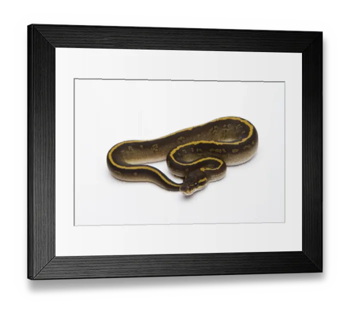 Framed Print : Mojave Granite Ball Python or Royal Python -Python regius-, female Framed Print : Mojave Granite Ball Python or Royal Python -Python regius-, female