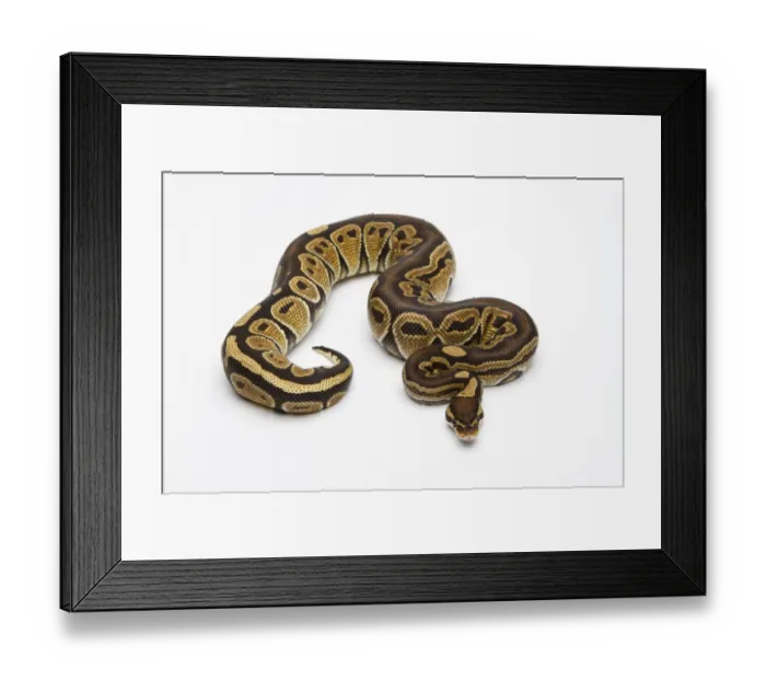 Framed Print : Paradox Super Fire Ball Python or Royal Python -Python regius-, male Framed Print : Paradox Super Fire Ball Python or Royal Python -Python regius-, male