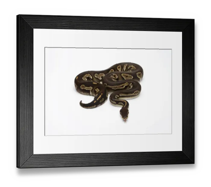 Framed Print : Super Black Head Ball Python or Royal Python -Python regius- Framed Print : Super Black Head Ball Python or Royal Python -Python regius-