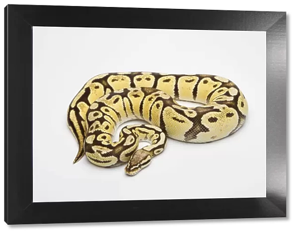 Super Pastel Vanilla Ball Python or Royal Python -Python regius-, female