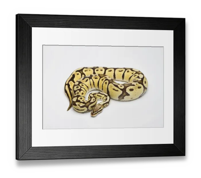 Framed Print : Super Pastel Vanilla Ball Python or Royal Python -Python regius-, female Framed Print : Super Pastel Vanilla Ball Python or Royal Python -Python regius-, female