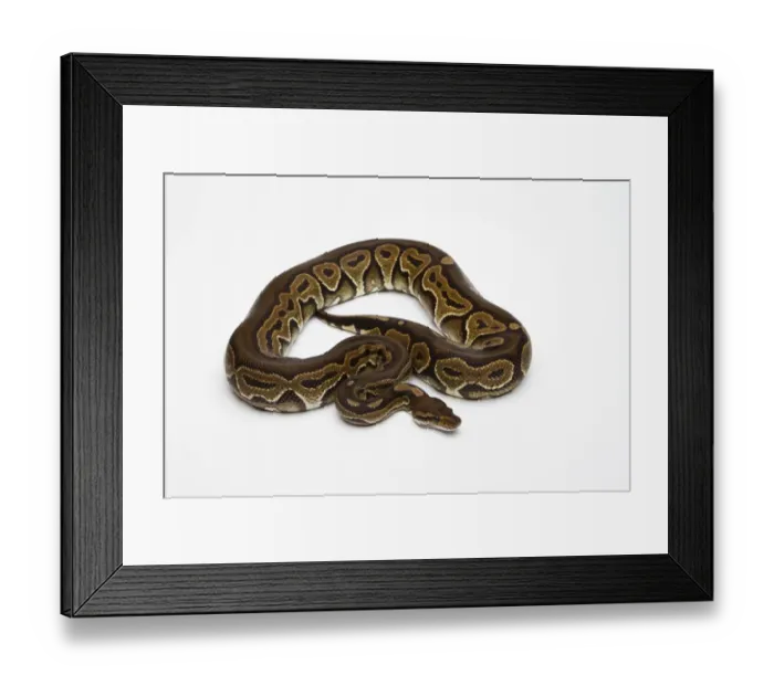 Framed Print : Black Pastel Ball Python or Royal Python -Python regius- Framed Print : Black Pastel Ball Python or Royal Python -Python regius-
