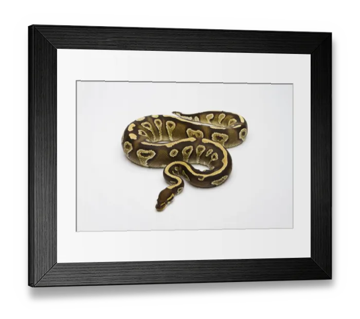 Framed Print : Phantom Yellow Belly Ball Python or Royal Python -Python regius-, female Framed Print : Phantom Yellow Belly Ball Python or Royal Python -Python regius-, female