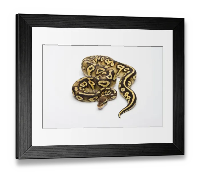 Framed Print : Pastel Phantom Yellow Belly Ball Python or Royal Python -Python regius-, female