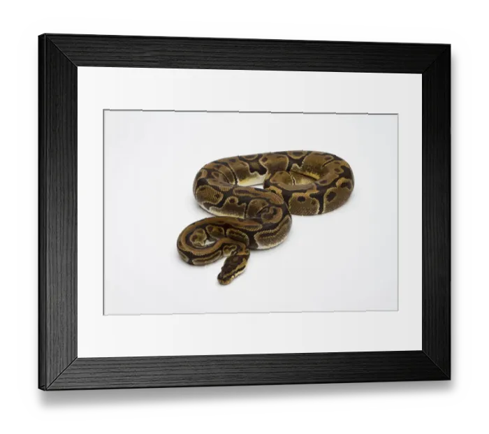 Framed Print : Matanic Ball Python or Royal Python -Python regius-, female Framed Print : Matanic Ball Python or Royal Python -Python regius-, female