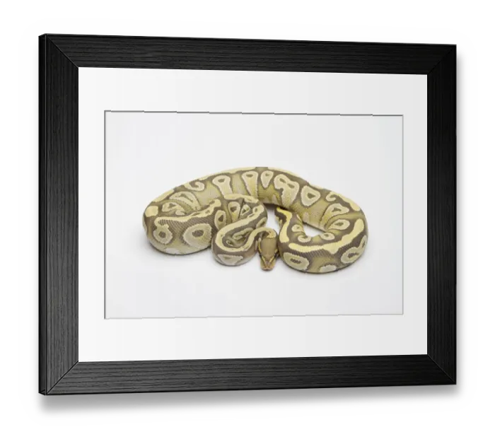 Framed Print : Hypo Mojave Ball Python or Royal Python -Python regius-, female Framed Print : Hypo Mojave Ball Python or Royal Python -Python regius-, female