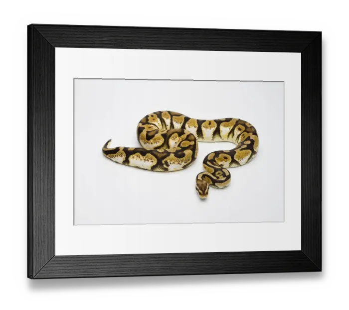 Framed Print : Pastel Calico Ball Python or Royal Python -Python regius-, female Framed Print : Pastel Calico Ball Python or Royal Python -Python regius-, female