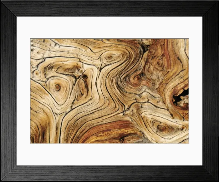 Framed Print : Weathered wood of an ancient Bristlecone pine -Pinus longaeva-, Great Basin, Nevada, USA, North America Framed Print : Weathered wood of an ancient Bristlecone pine -Pinus longaeva-, Great Basin, Nevada, USA, North America