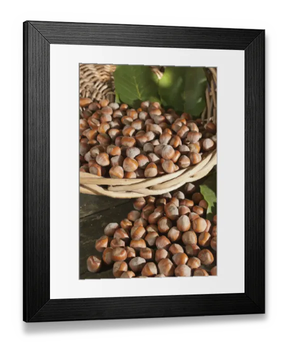Framed Print : Wicker basket with hazelnuts -Corylus avellana- Framed Print : Wicker basket with hazelnuts -Corylus avellana-