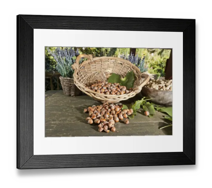 Framed Print : Wicker basket with hazelnuts -Corylus avellana- on a rustic wooden table Framed Print : Wicker basket with hazelnuts -Corylus avellana- on a rustic wooden table
