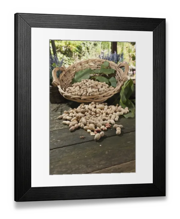 Framed Print : Wicker basket with peanuts -Arachis hypogaea- on a rustic wooden table Framed Print : Wicker basket with peanuts -Arachis hypogaea- on a rustic wooden table
