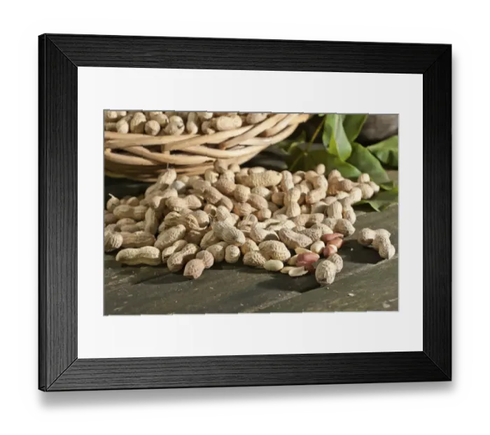 Framed Print : Peanuts -Arachis hypogaea- on a rustic wooden table Framed Print : Peanuts -Arachis hypogaea- on a rustic wooden table