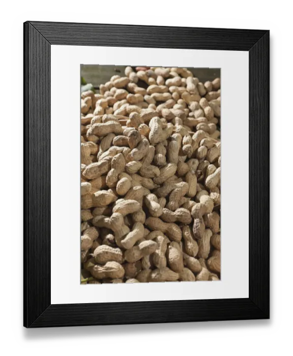 Framed Print : Peanuts -Arachis hypogaea- Framed Print : Peanuts -Arachis hypogaea-