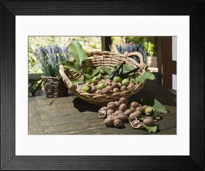 Framed Print : Wicker basket with walnuts -Juglans regia- on a rustic wooden table Framed Print : Wicker basket with walnuts -Juglans regia- on a rustic wooden table