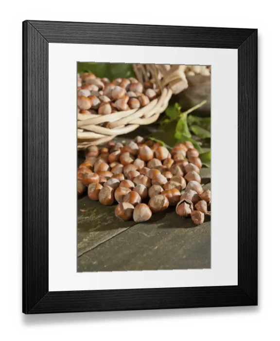 Framed Print : Wicker basket with hazelnuts (Corylus avellana) on a wooden table Framed Print : Wicker basket with hazelnuts (Corylus avellana) on a wooden table