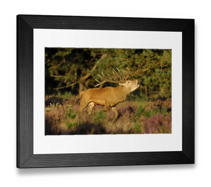 Framed Print : Red Deer -Cervus elaphus- stag, or royal stag, in heathland, in the evening light, Hoge Veluwe, The Netherlands Framed Print : Red Deer -Cervus elaphus- stag, or royal stag, in heathland, in the evening light, Hoge Veluwe, The Netherlands