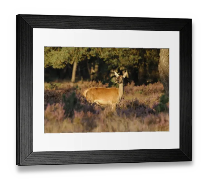 Framed Print : Red Deer -Cervus elaphus-, hind, watching for potential danger, in the evening light with heather, Hoge Veluwe, The Netherlands