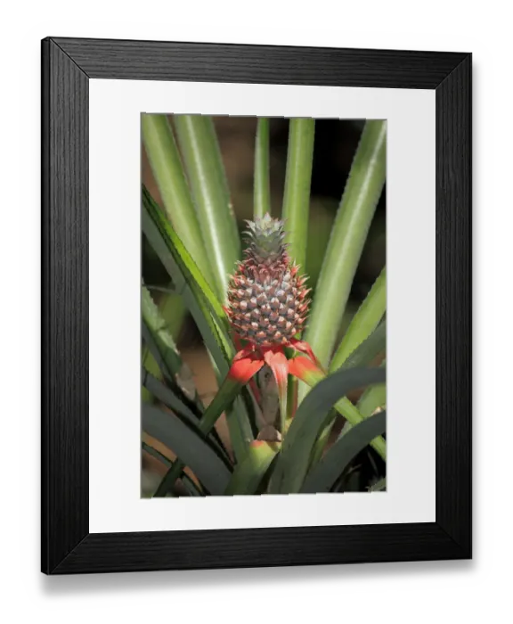 Framed Print : Pineapple -Ananas comosus-, fruit with plant, Nosy Komba, Madagascar