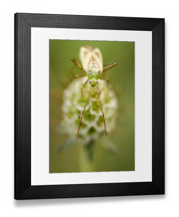 Framed Print : True bug -heteroptera- perched on the withered blossom of a Glossy scabious -Scabiosa lucida-, Perchtoldsdorfer Heide, Lower Austria, Austria, Europe Framed Print : True bug -heteroptera- perched on the withered blossom of a Glossy scabious -Scabiosa lucida-, Perchtoldsdorfer Heide, Lower Austria, Austria, Europe