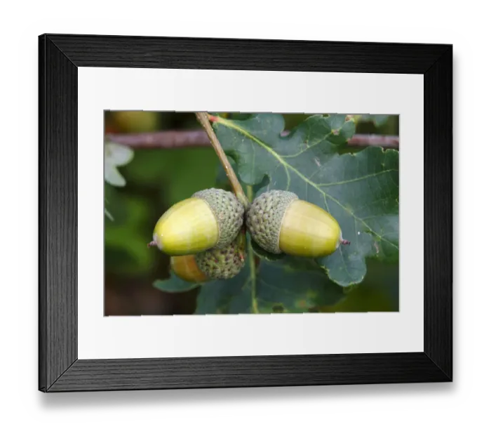 Framed Print : English Oak -Quercus robur-, twig with acorns and leaves, Neunkirchen in Siegerland, North Rhine-Westphalia, Germany, Europe Framed Print : English Oak -Quercus robur-, twig with acorns and leaves, Neunkirchen in Siegerland, North Rhine-Westphalia, Germany, Europe
