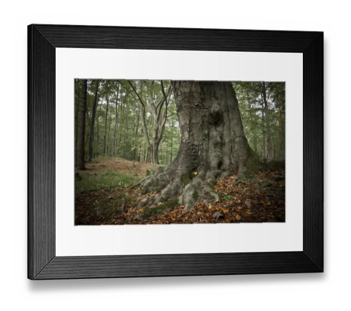 Framed Print : Old beech tree -Fagus-, with roots showing above ground, Schlaubetal, Naturschutzgebiet Schlaubetal, Brandenburg, Germany Framed Print : Old beech tree -Fagus-, with roots showing above ground, Schlaubetal, Naturschutzgebiet Schlaubetal, Brandenburg, Germany