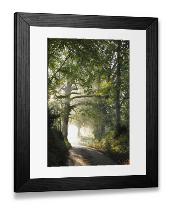 Framed Print : Early morning, beech-lined alley in Gasse near Gmund on Tegersee Lake, Upper Bavaria, Bavaria, Germany, Europe, PublicGround Framed Print : Early morning, beech-lined alley in Gasse near Gmund on Tegersee Lake, Upper Bavaria, Bavaria, Germany, Europe, PublicGround