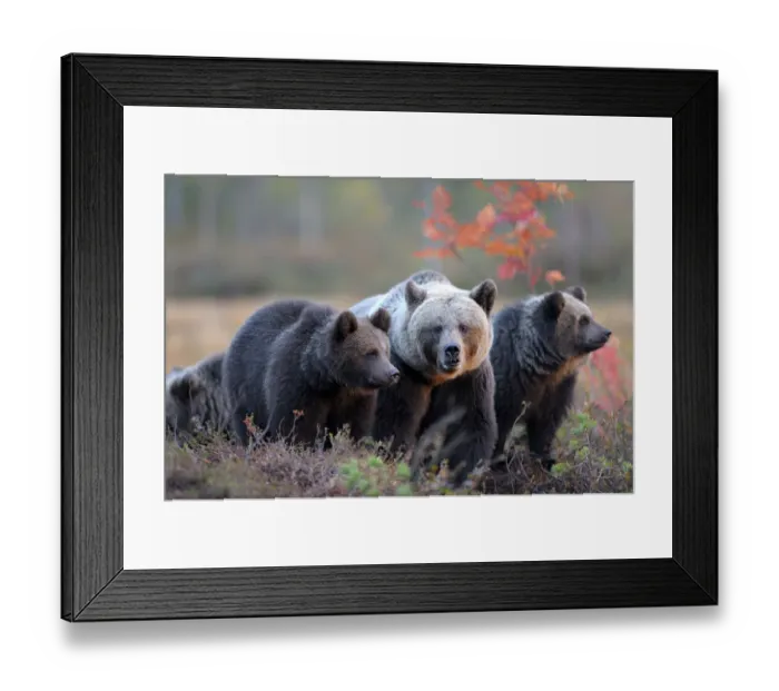 Framed Print : Brown Bears -Ursus arctos-, mother bear and cubs in the autumnally coloured taiga or boreal forest in the last light, border area to Russia, Kuhmo, Karelia, Finland Framed Print : Brown Bears -Ursus arctos-, mother bear and cubs in the autumnally coloured taiga or boreal forest in the last light, border area to Russia, Kuhmo, Karelia, Finland