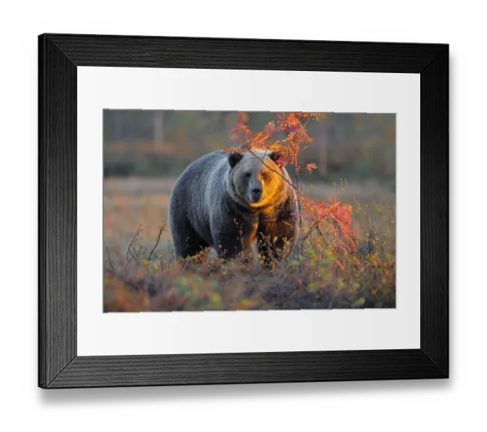 Framed Print : Brown Bear -Ursus arctos- in the autumnally coloured taiga or boreal forest in the last light, border area to Russia, Kuhmo, Karelia, Finland Framed Print : Brown Bear -Ursus arctos- in the autumnally coloured taiga or boreal forest in the last light, border area to Russia, Kuhmo, Karelia, Finland