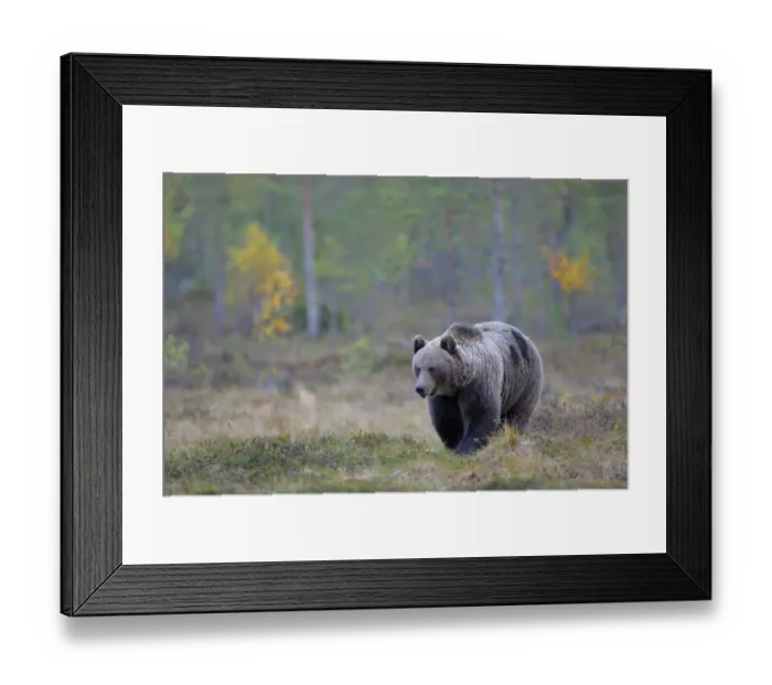 Framed Print : Brown Bear -Ursus arctos- in the autumnally coloured taiga or boreal forest, border area to Russia, Kuhmo, Karelia, Finland Framed Print : Brown Bear -Ursus arctos- in the autumnally coloured taiga or boreal forest, border area to Russia, Kuhmo, Karelia, Finland