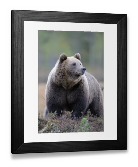 Framed Print : Brown Bear -Ursus arctos-, border area to Russia, Kuhmo, Karelia, Finland