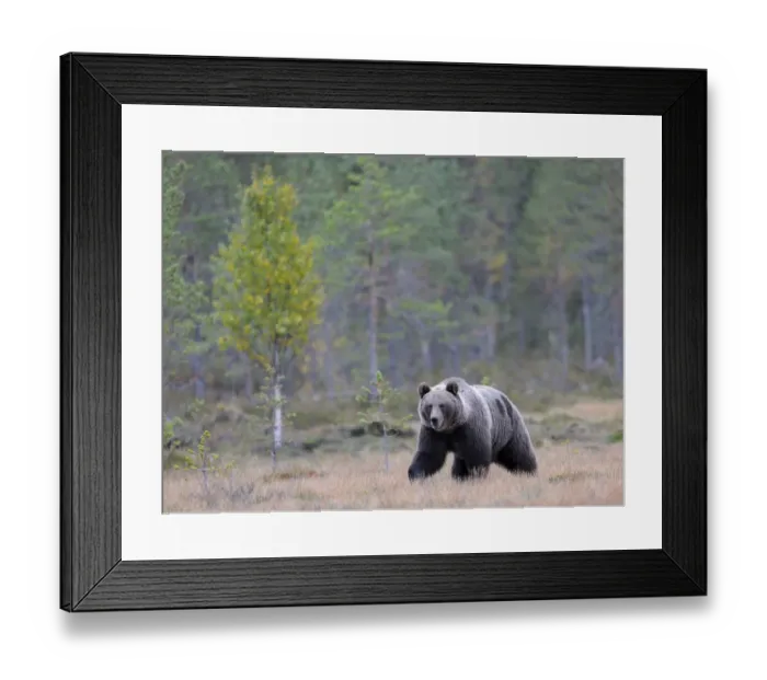 Framed Print : Brown Bear -Ursus arctos- in the autumnally coloured taiga or boreal forest, border area to Russia, Kuhmo, Karelia, Finland Framed Print : Brown Bear -Ursus arctos- in the autumnally coloured taiga or boreal forest, border area to Russia, Kuhmo, Karelia, Finland