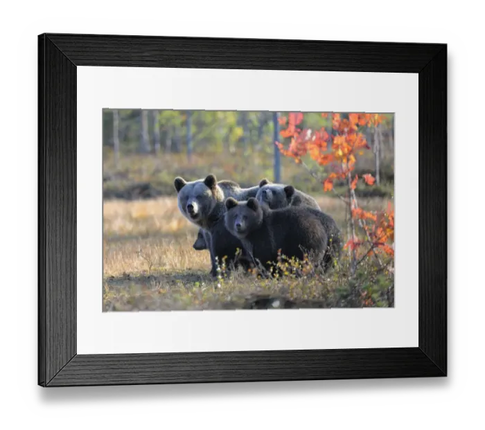 Framed Print : Brown Bears -Ursus arctos-, mother bear and cubs in the autumnally coloured taiga or boreal forest in the last light, border area to Russia, Kuhmo, Karelia, Finland