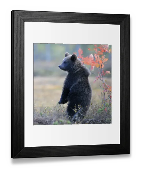 Framed Print : Brown Bear -Ursus arctos- cub standing on its hindlegs in the autumnally coloured taiga or boreal forest, border area to Russia, Kuhmo, Karelia, Finland