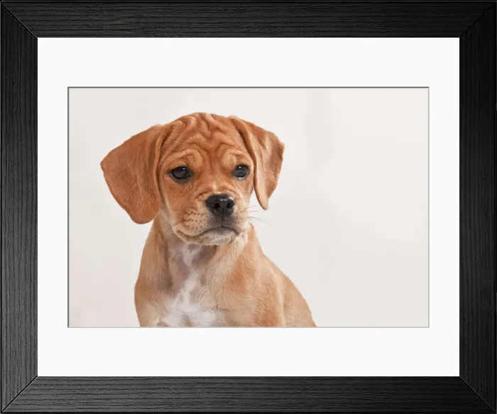 Framed Print : Puggle puppy, portrait Framed Print : Puggle puppy, portrait