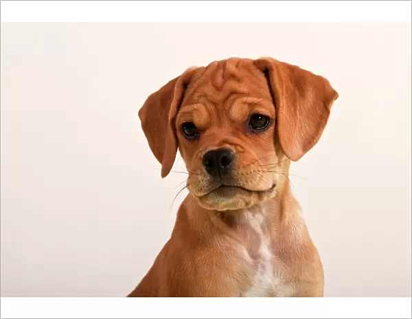 Puggle puppy, portrait